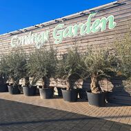 Conings Garden