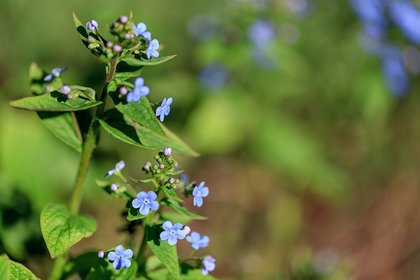 Hemelsblauwe bloemen voor Hemelvaart