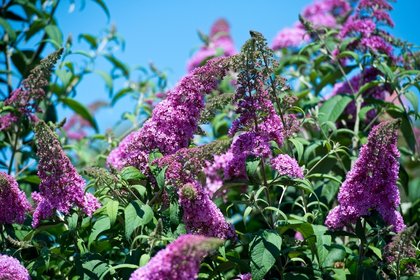 Tuinplanten met zomerse geuren