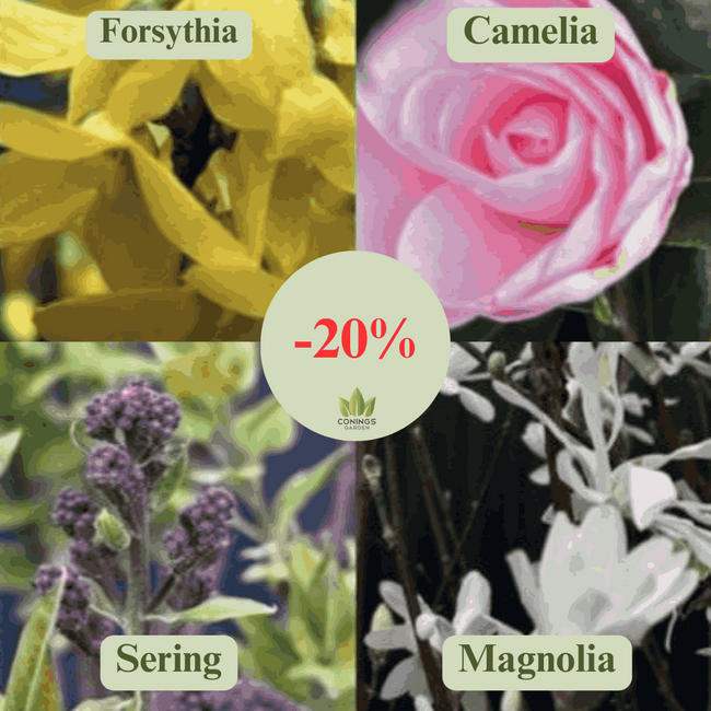 Magnolia’s, Seringen, Camelia’s en Forsythia