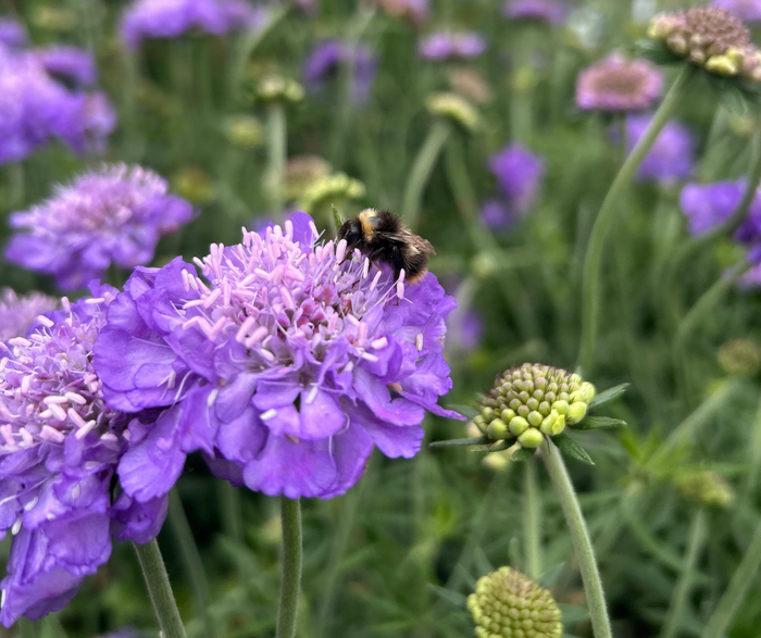 Buitenplanten