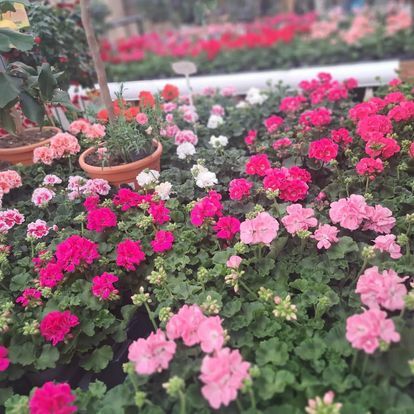 Geraniums