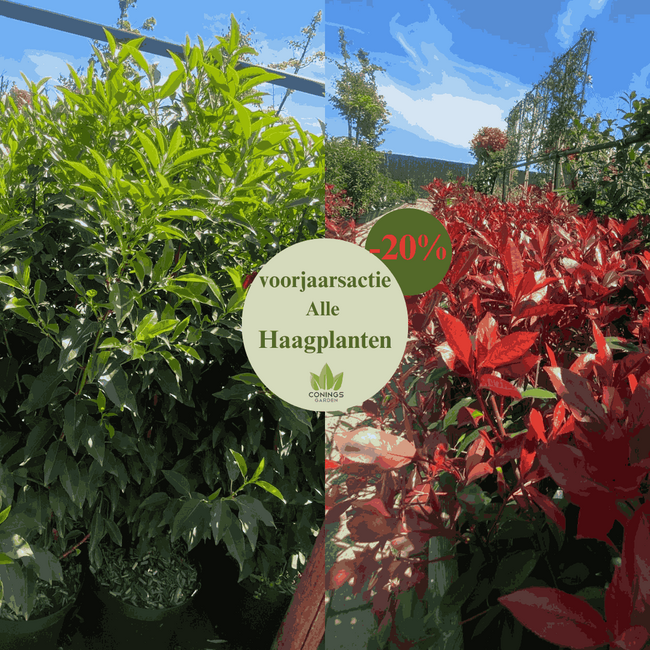 Haagplanten -20%
