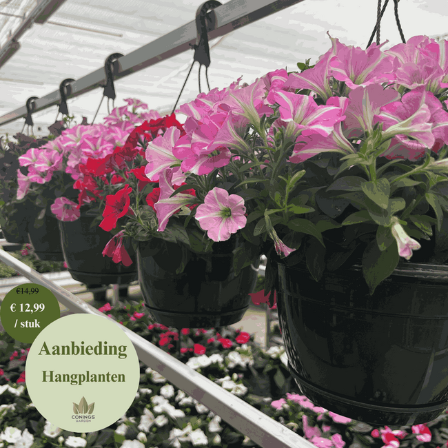 Hangplanten