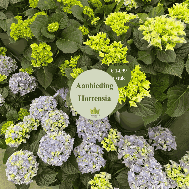 Hortensia's
