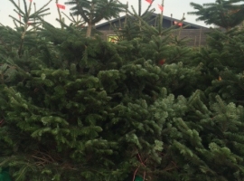 Kerstbomen